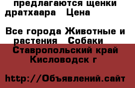 предлагаются щенки дратхаара › Цена ­ 20 000 - Все города Животные и растения » Собаки   . Ставропольский край,Кисловодск г.